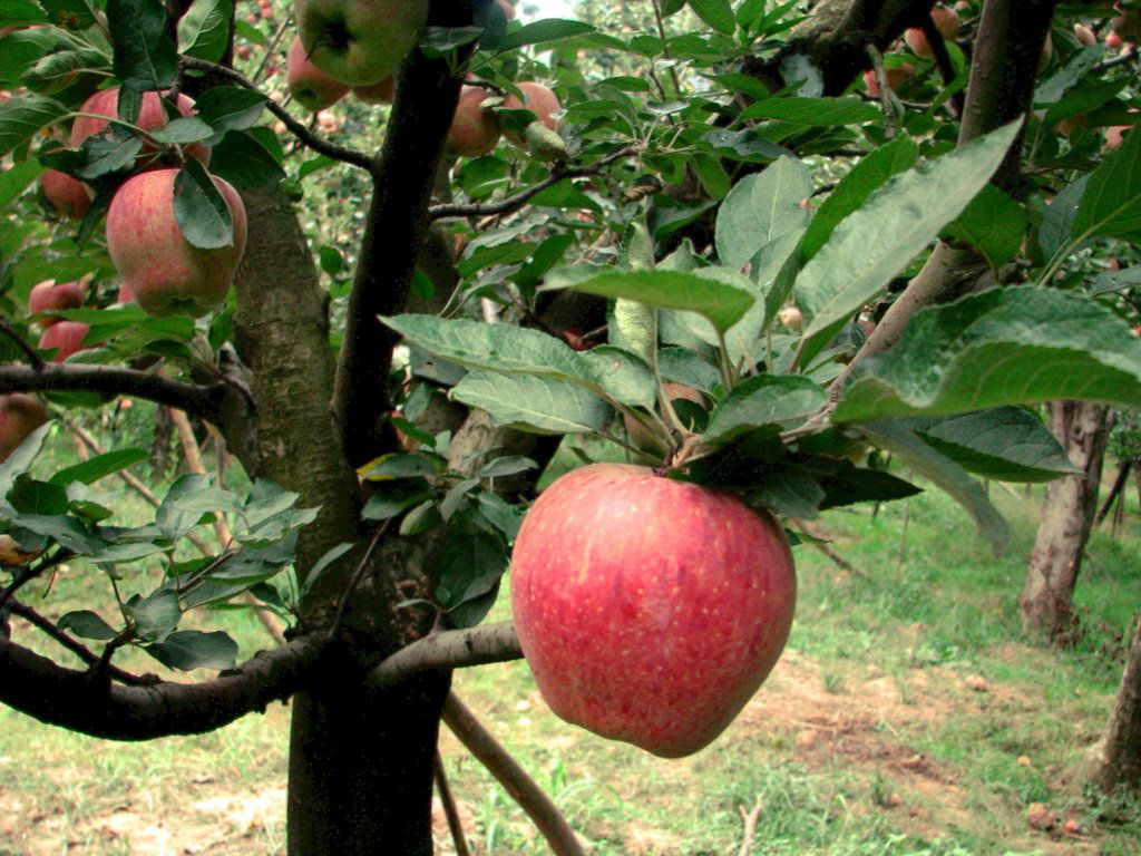 Apple valley in pahalgam