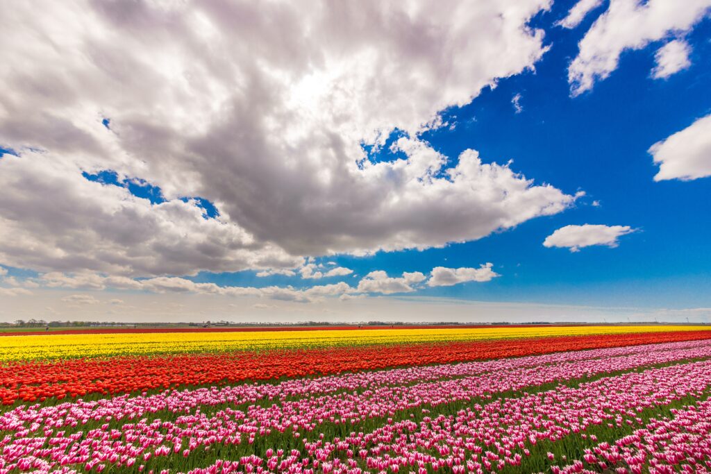 Tulip Festival 2025: Complete Travel Guide