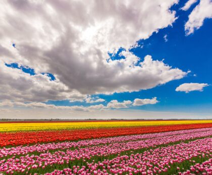 Tulip Festival 2025: Complete Travel Guide